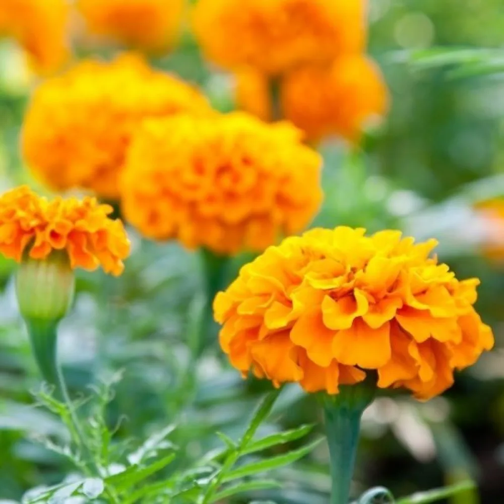 Fransk tagetes 'Petite Gold'