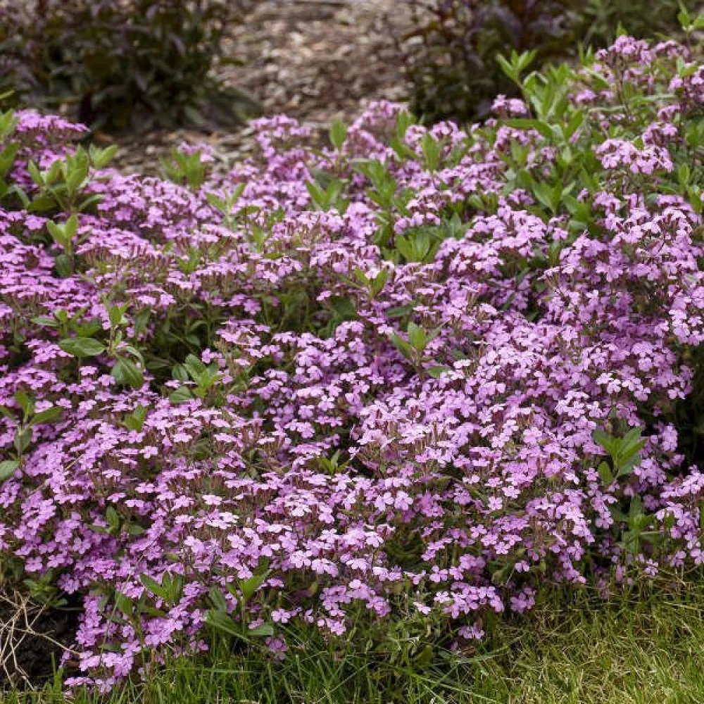 Mattsåpört, rosa
