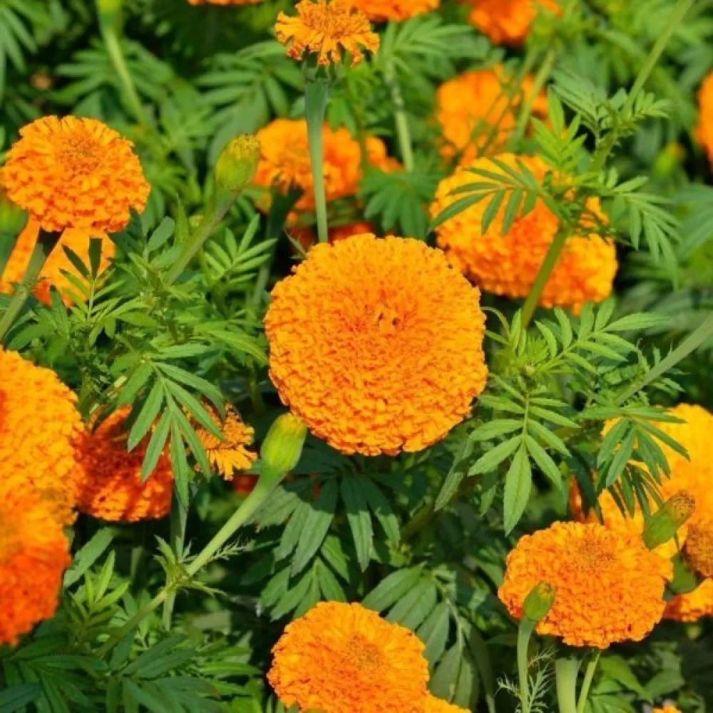 Afrikansk tagetes 'Hawaii'
