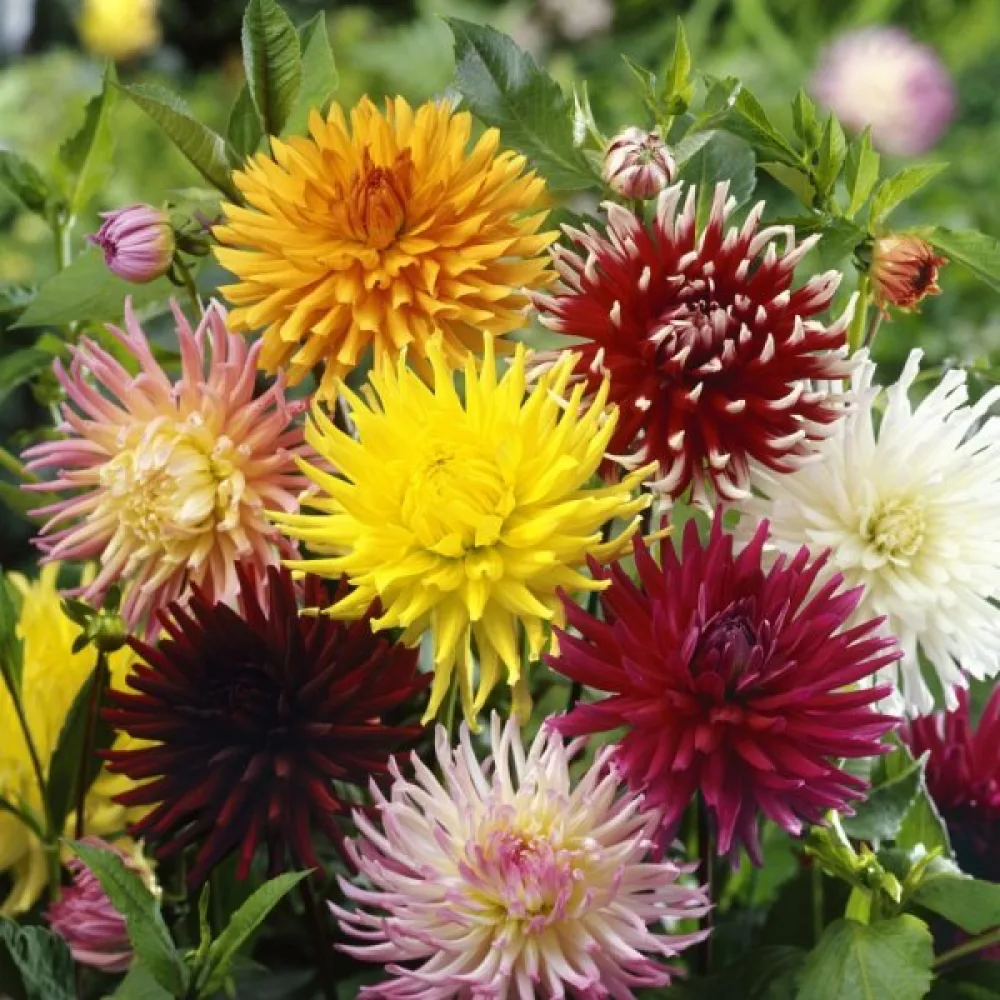 Hög dahlia 'Cactus' – mix