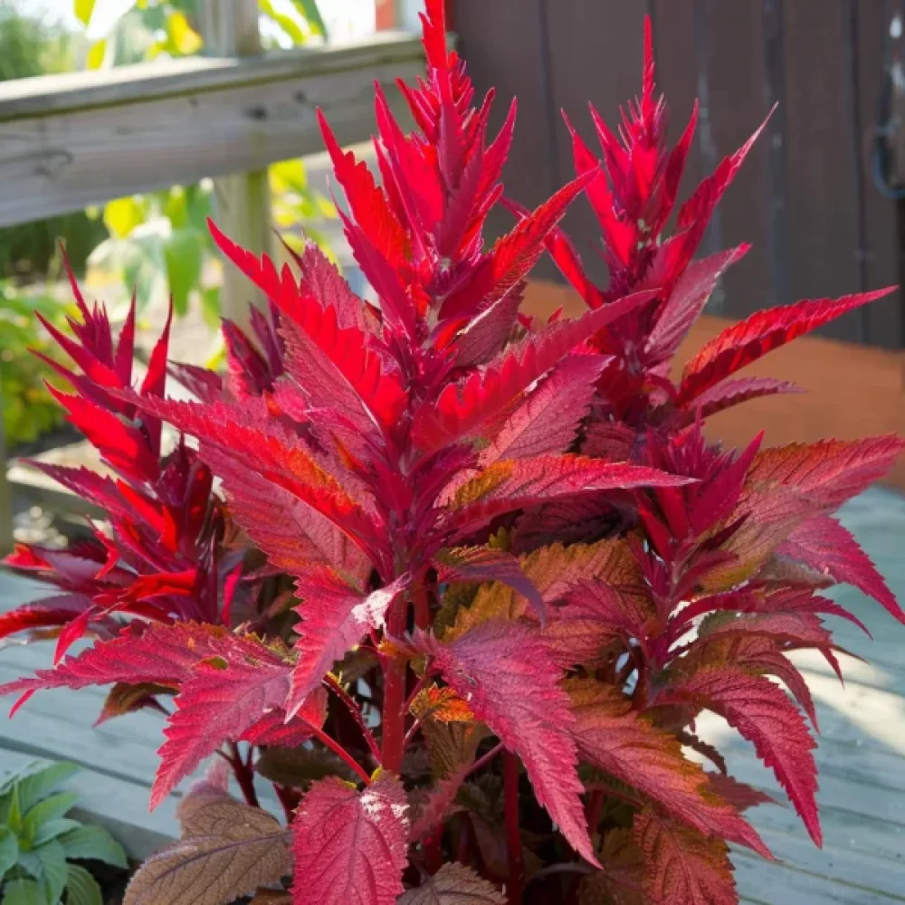 Amarant 'Molten Fire'