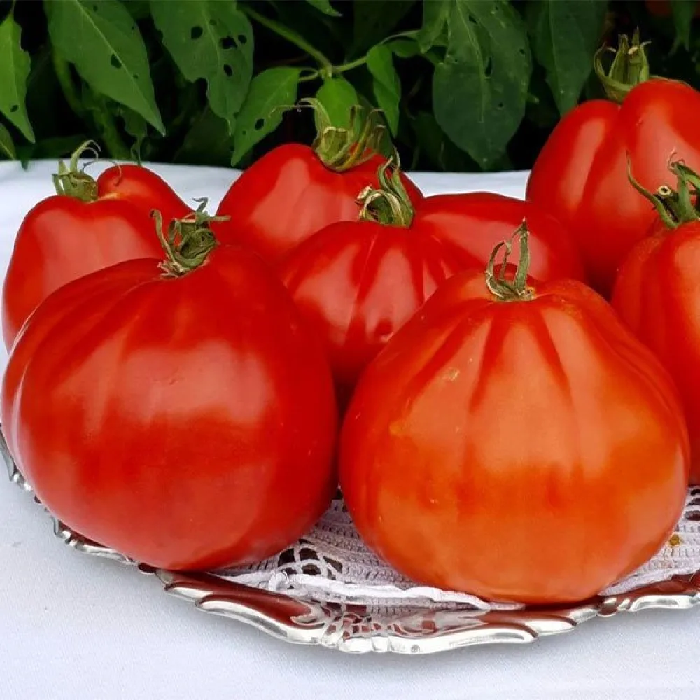 Tomat 'Red Pear'