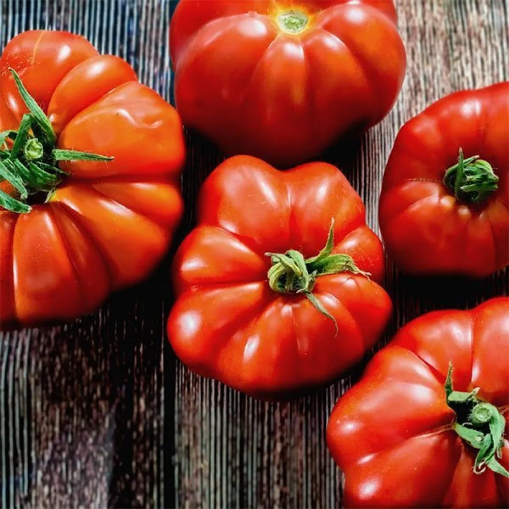 Tomat 'Marmande'
