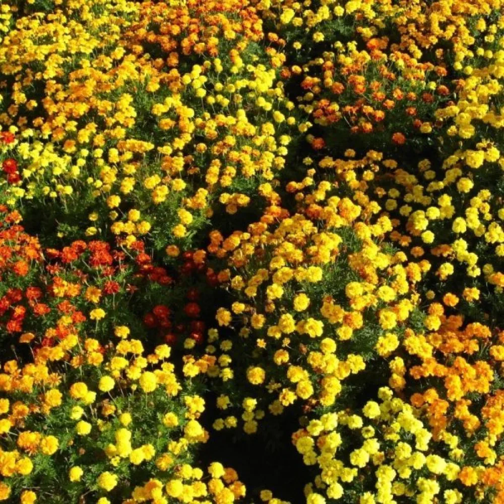 Fransk tagetes, fylld blandning