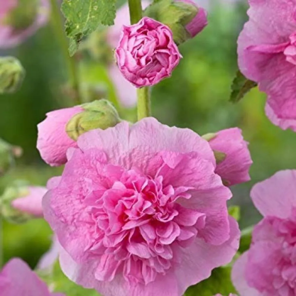 Fylld stockros, rosa