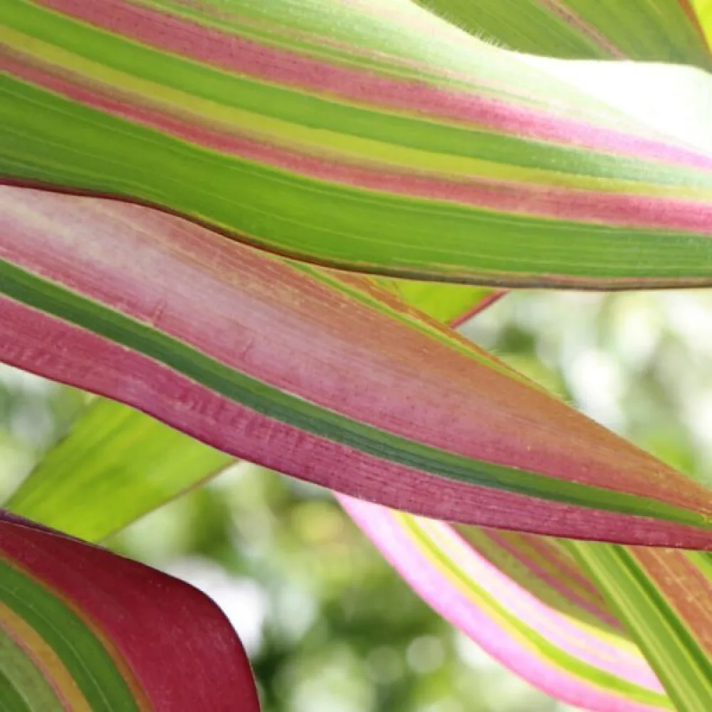 Prydnadsmajs 'Variegata'