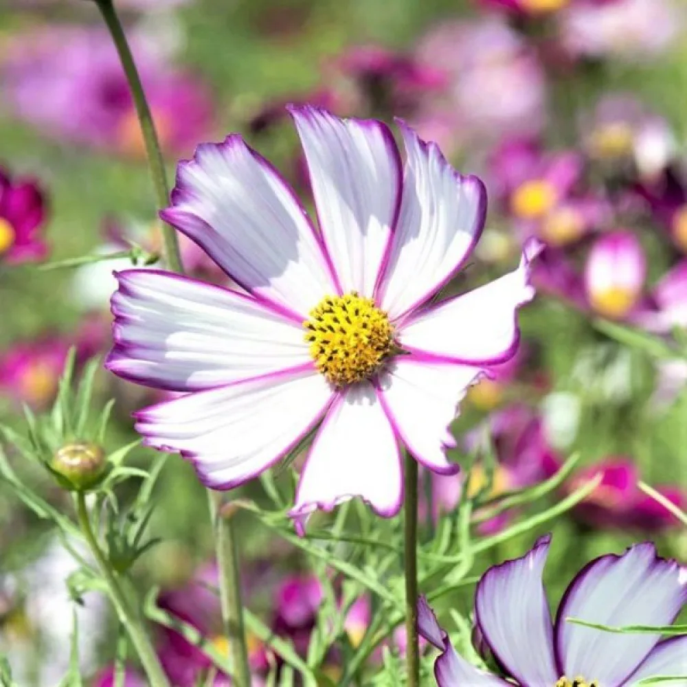Rosenskära 'Candy Stripe' vit
