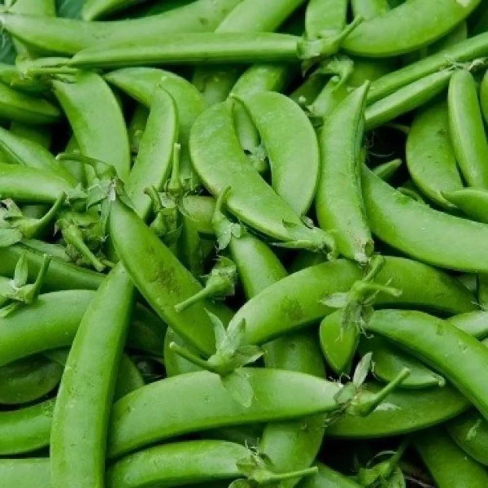 Sockerärt 'Bajka'