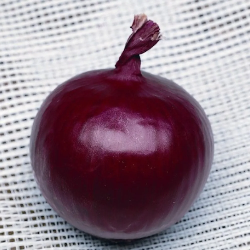 Matlök 'Erlane'