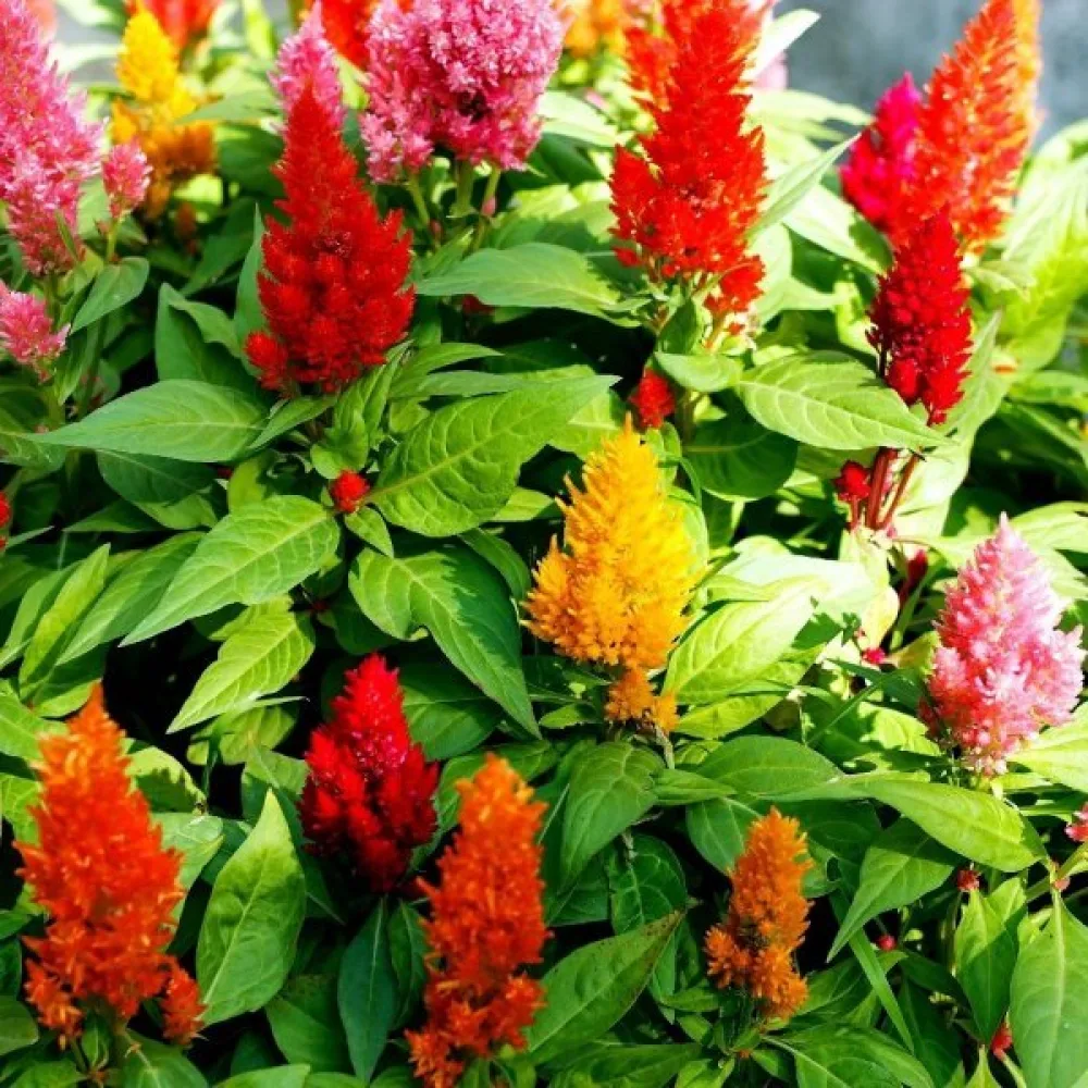 Plymcelosia 'Liliput', mix