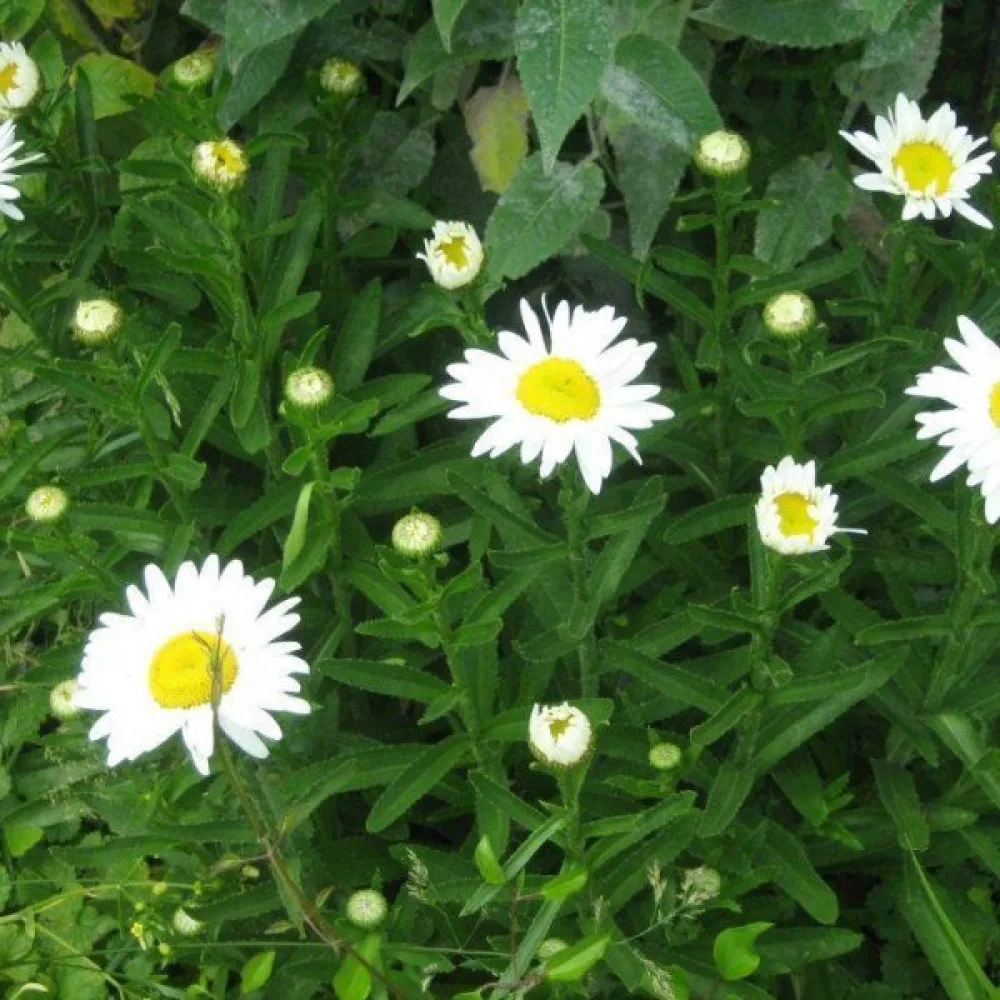 Krysantemum 'Silver Princess', vit