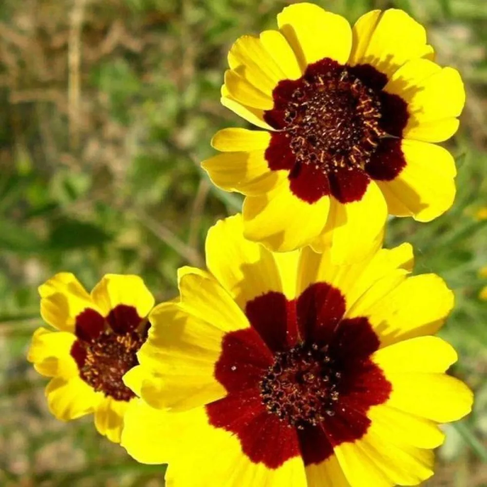 Flicköga 'Radiata' mix
