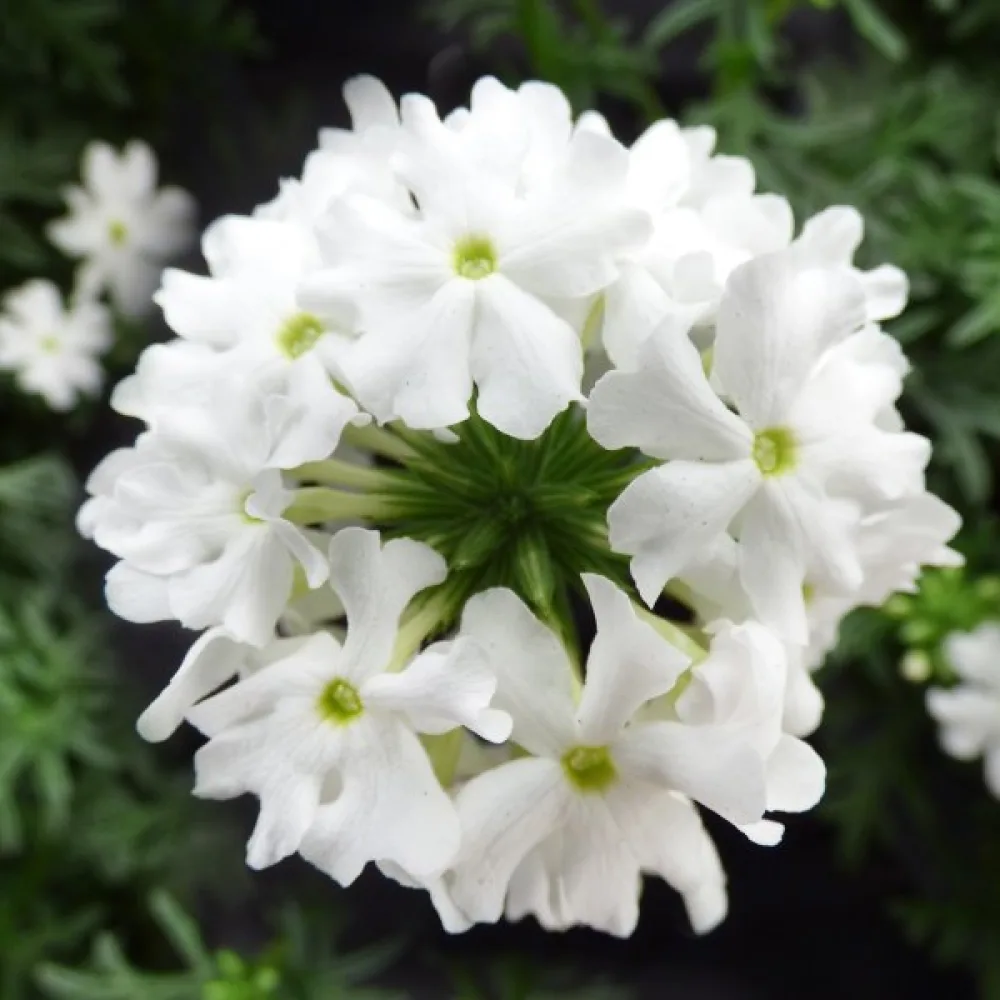 Verbena, vit