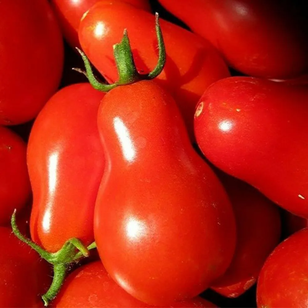 Tomat 'Red Pear'