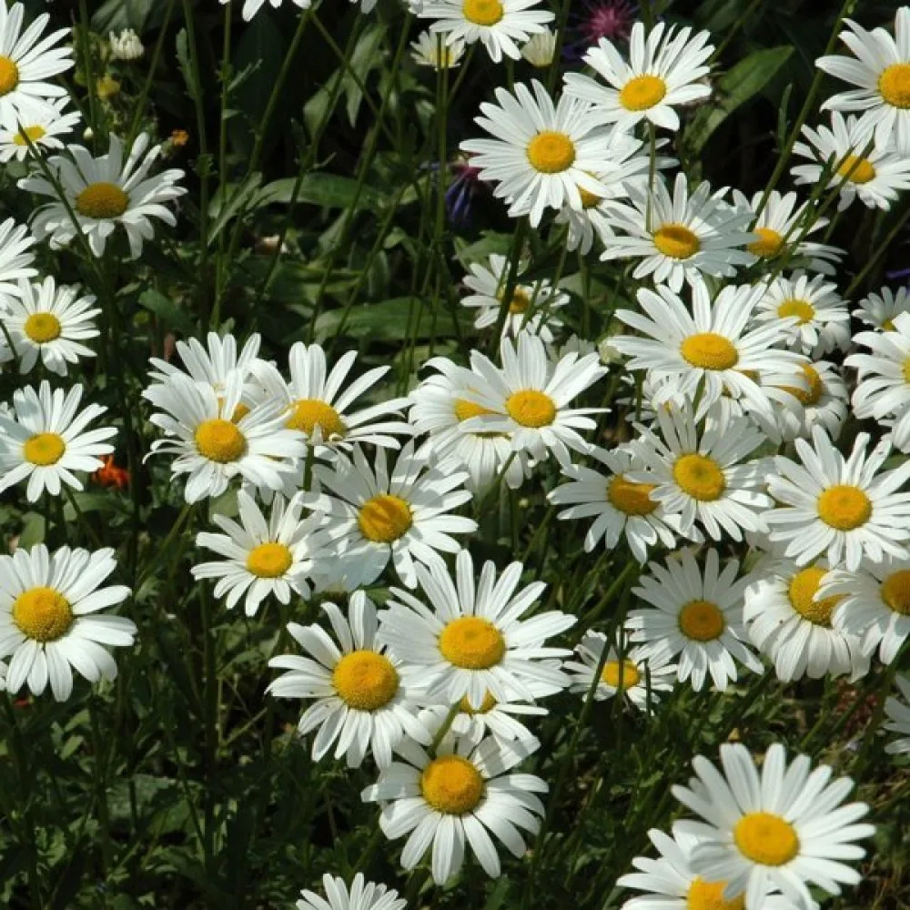 Krysantemum 'Silver Princess', vit