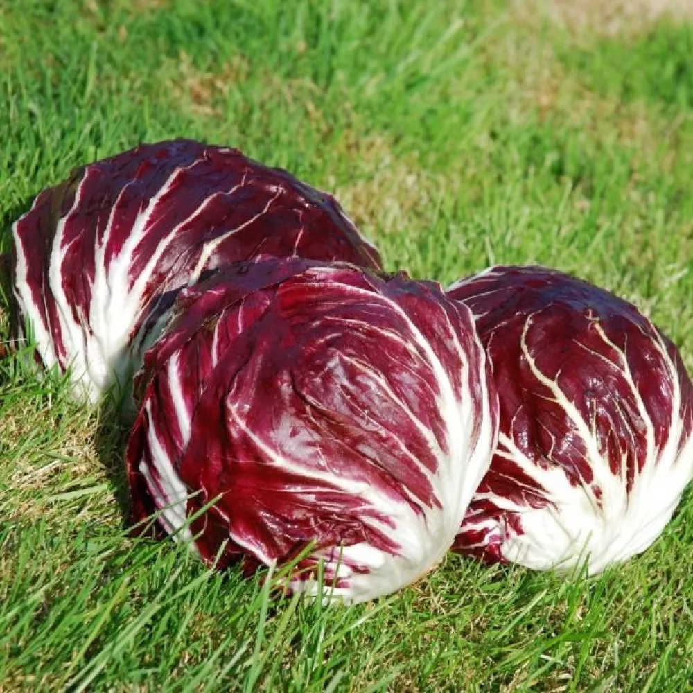Cikoria 'Palla Rossa 3'