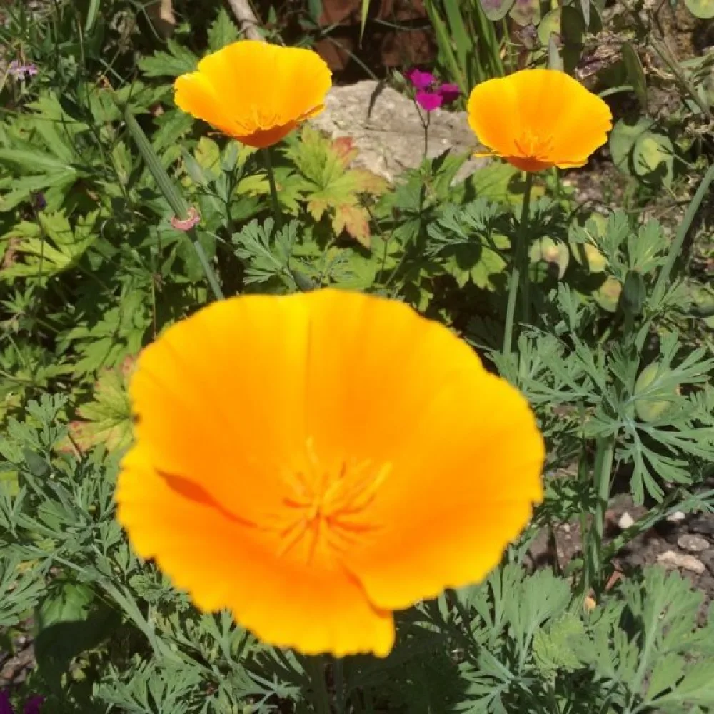 Sömntuta 'Orange King'