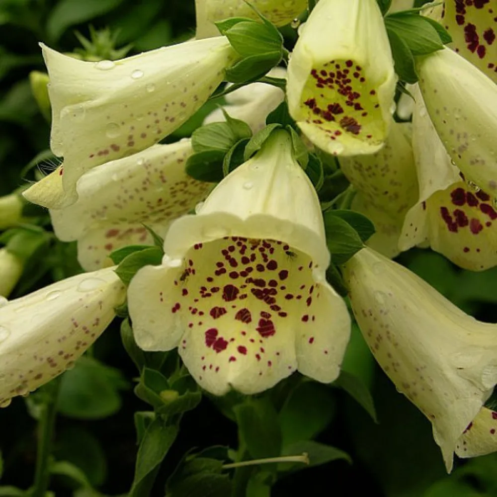 Fingerborgsblomma – primulagul