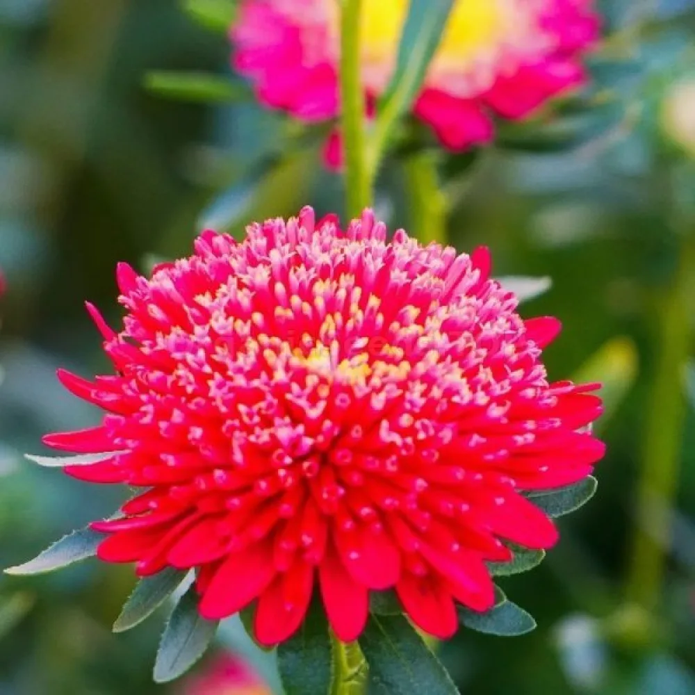 Sommaraster Pompon – körsbärsröd