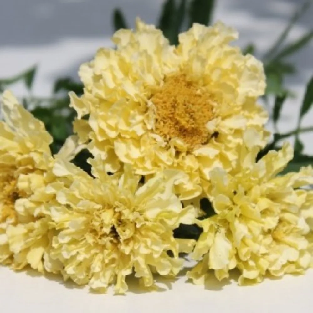 Afrikansk tagetes 'Albatros'