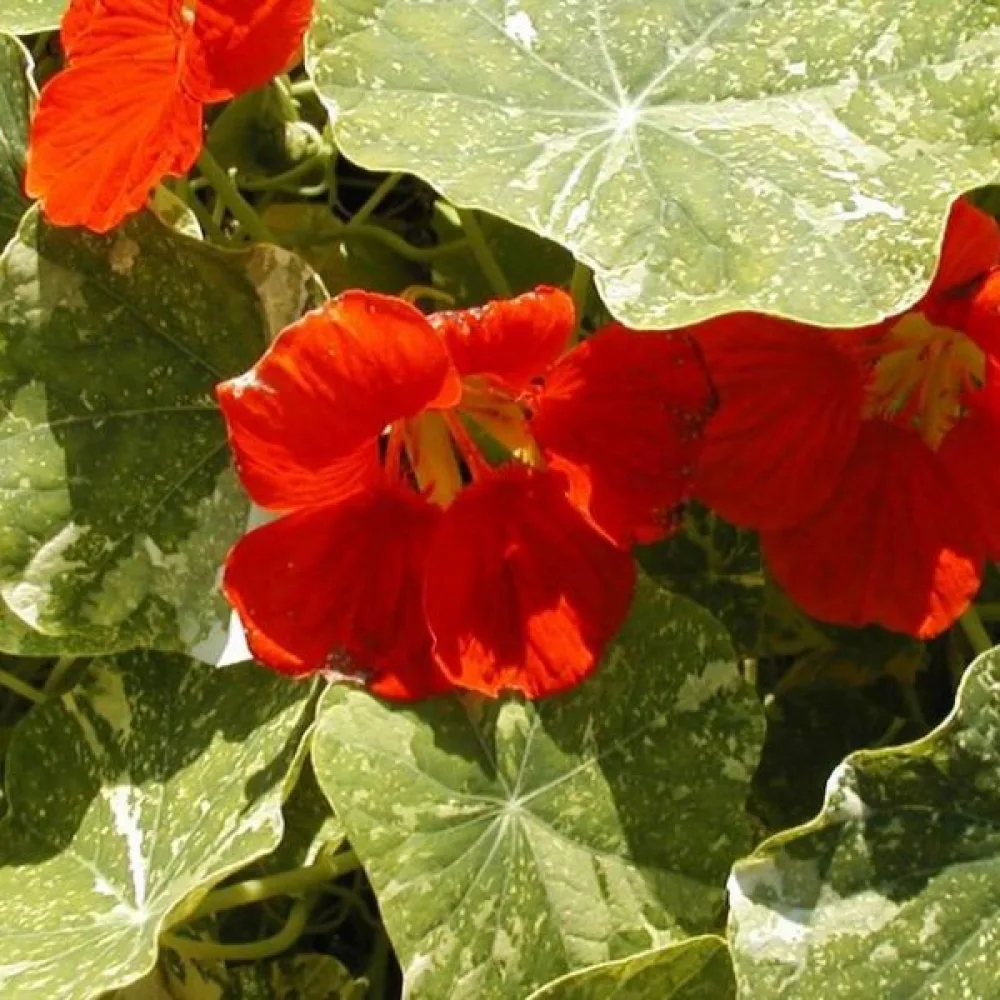 Krasse 'Alaska Scarlet'