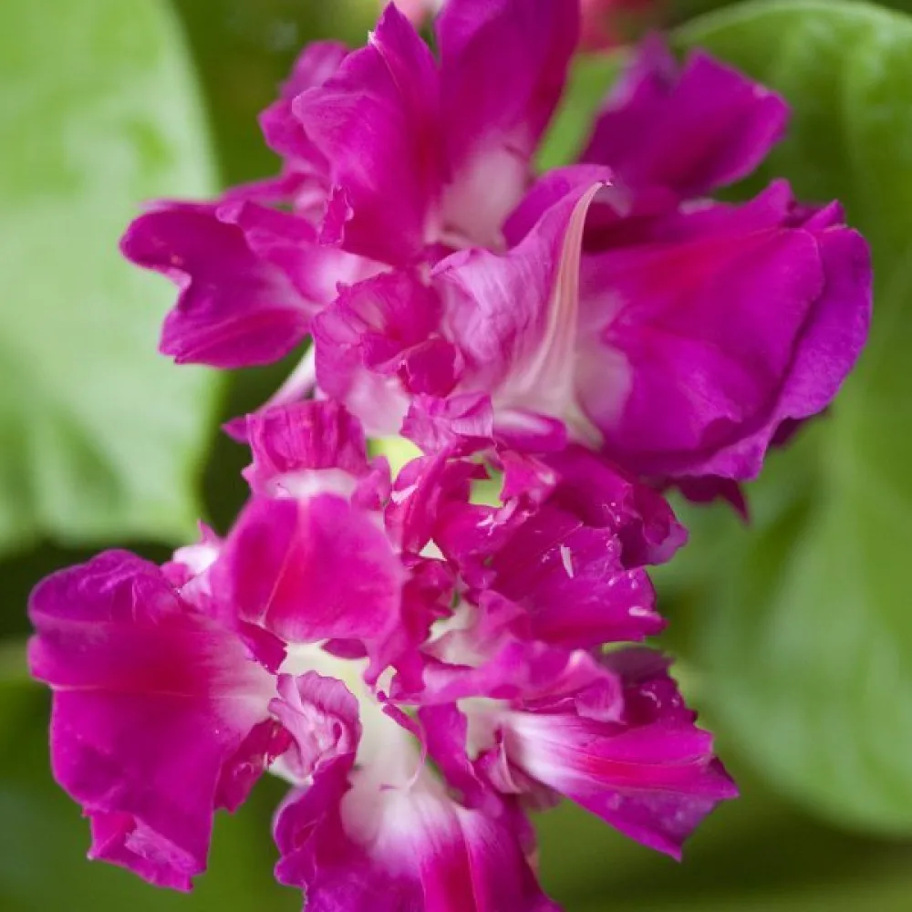 Purpurvinda 'Sunrise Serenade'