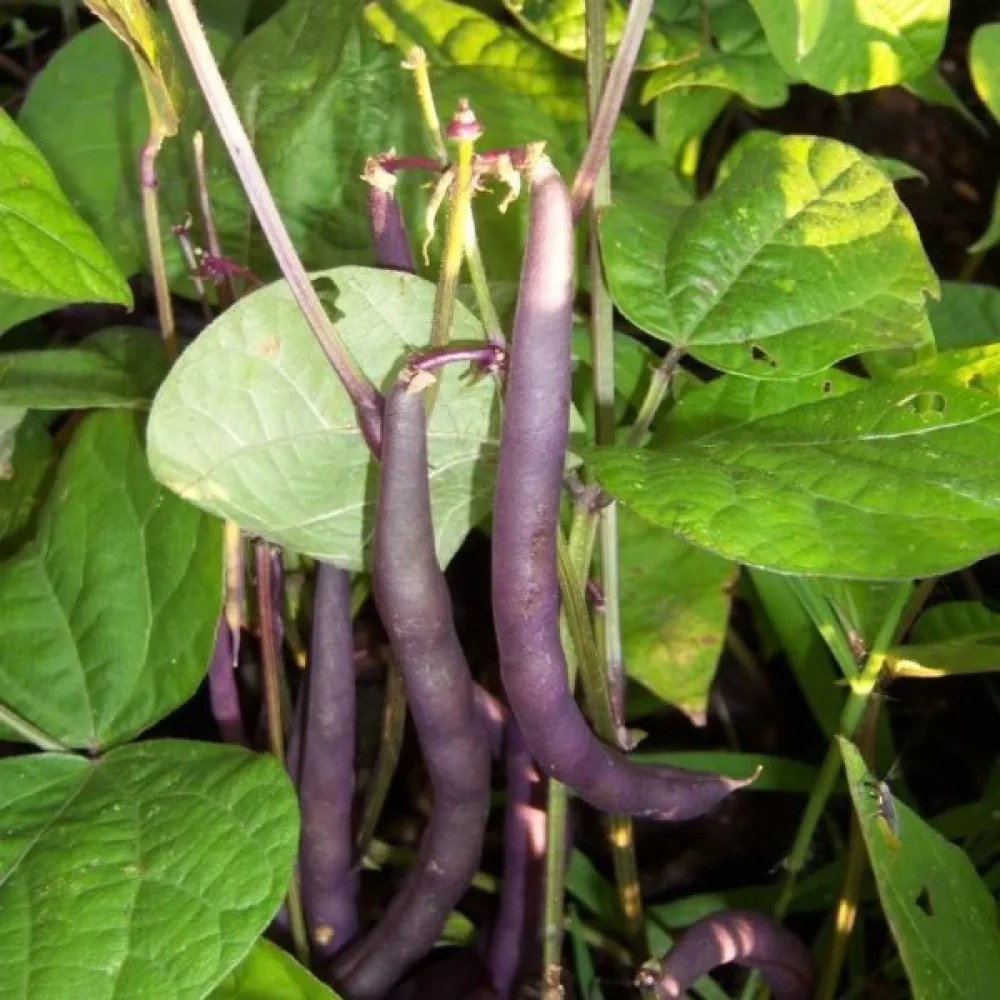 Trädgårdsböna 'Purple Queen'
