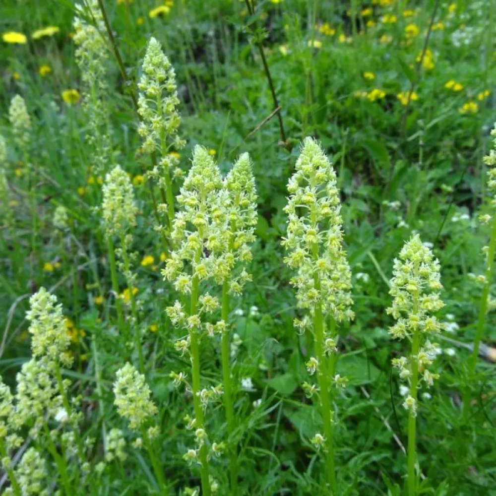 Gulreseda