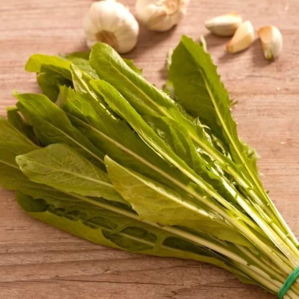 Cikoria 'Spadona'