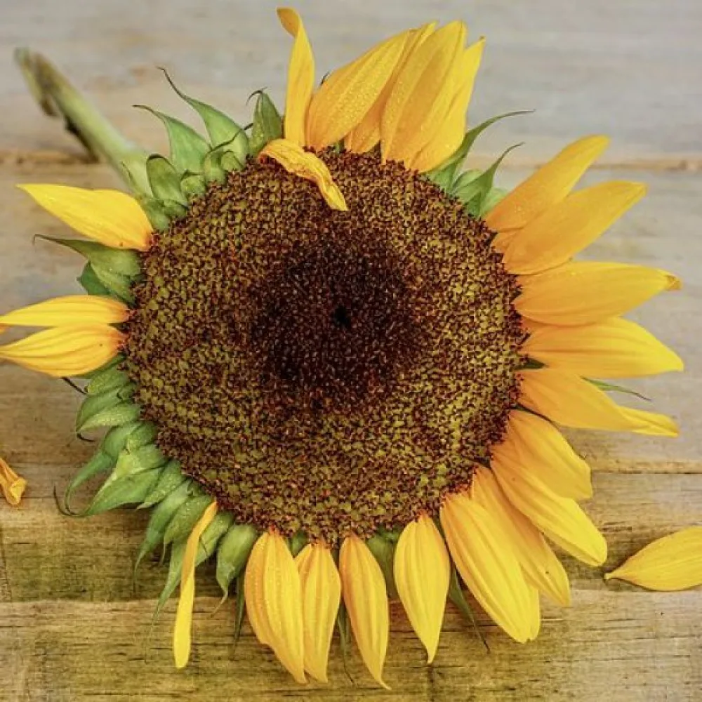 Solros 'Uniflorus Giganteus', vit