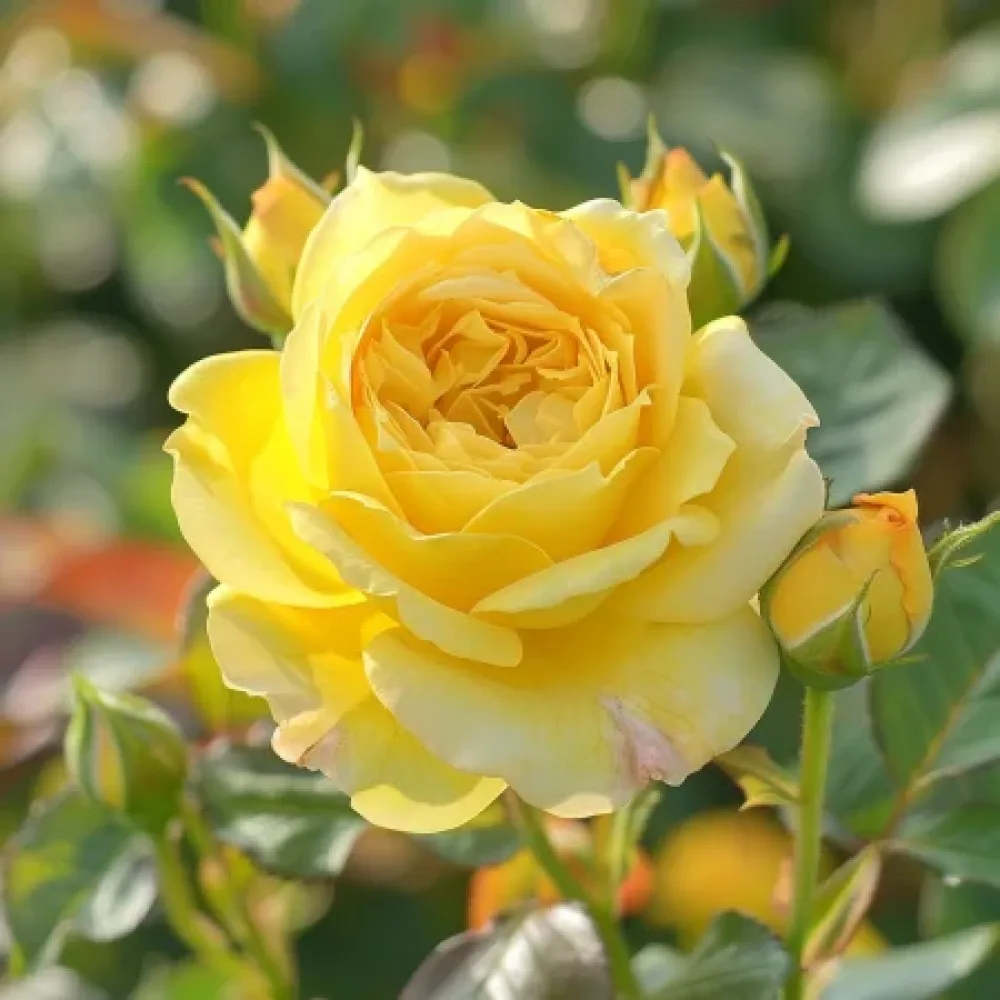 Ros 'Citrus Harmony' – barrotad
