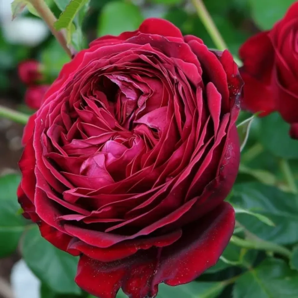 Ros 'Ruby Rose' – barrotad
