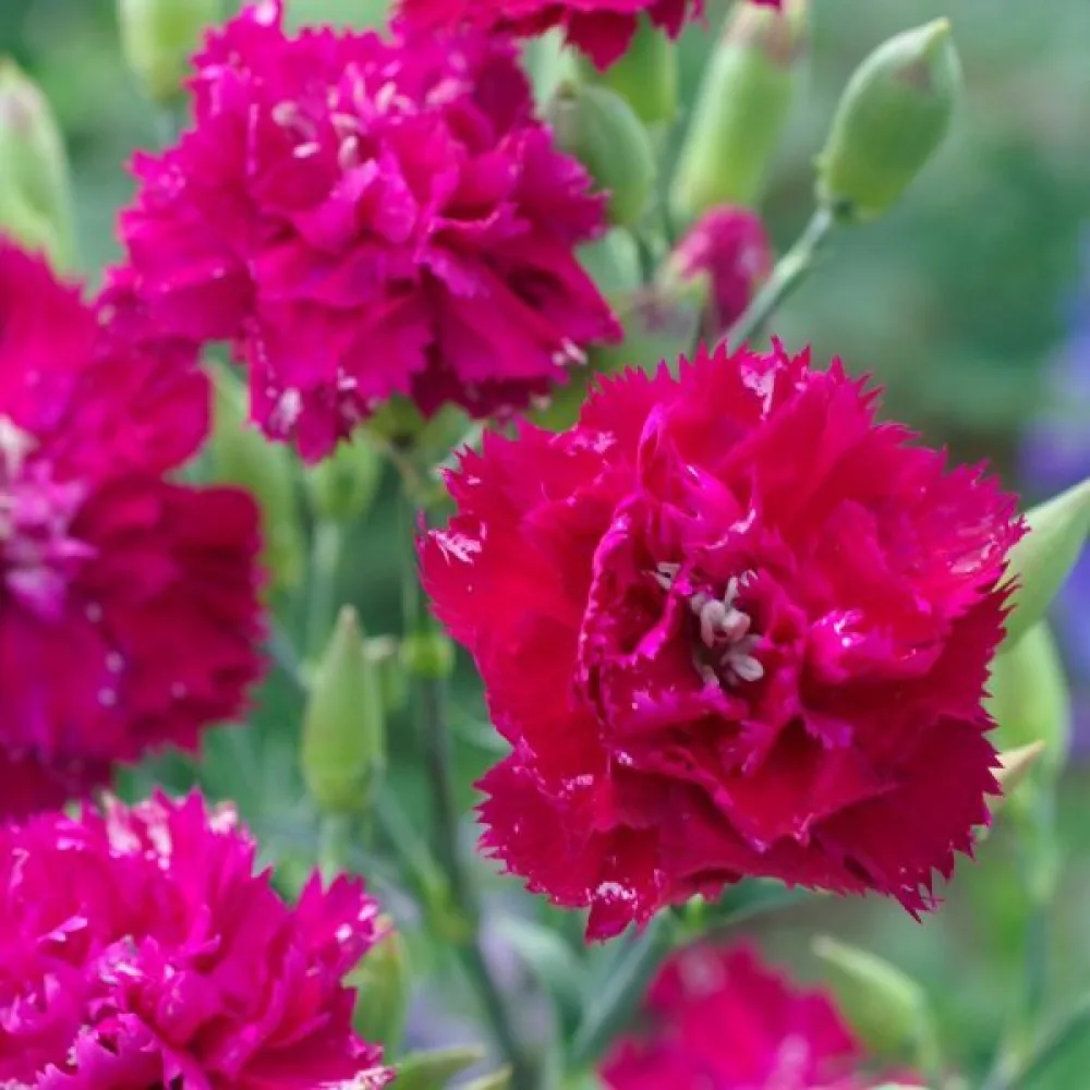 Nejlika Chabaud 'Rose Queen'