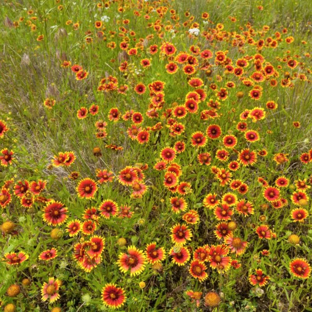 Kokardblomster Gaillardia pulchella, enkel, mix