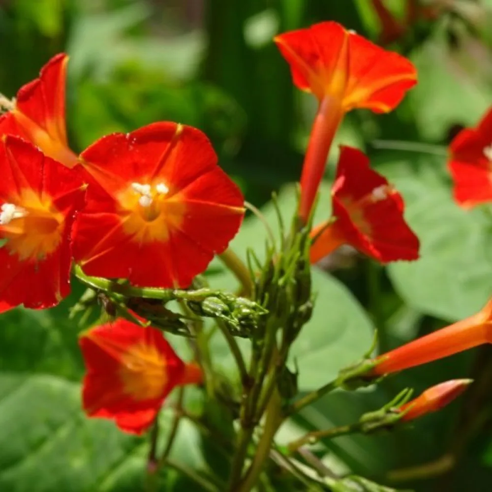 Blomman för dagen Ipomoea luteola – orange