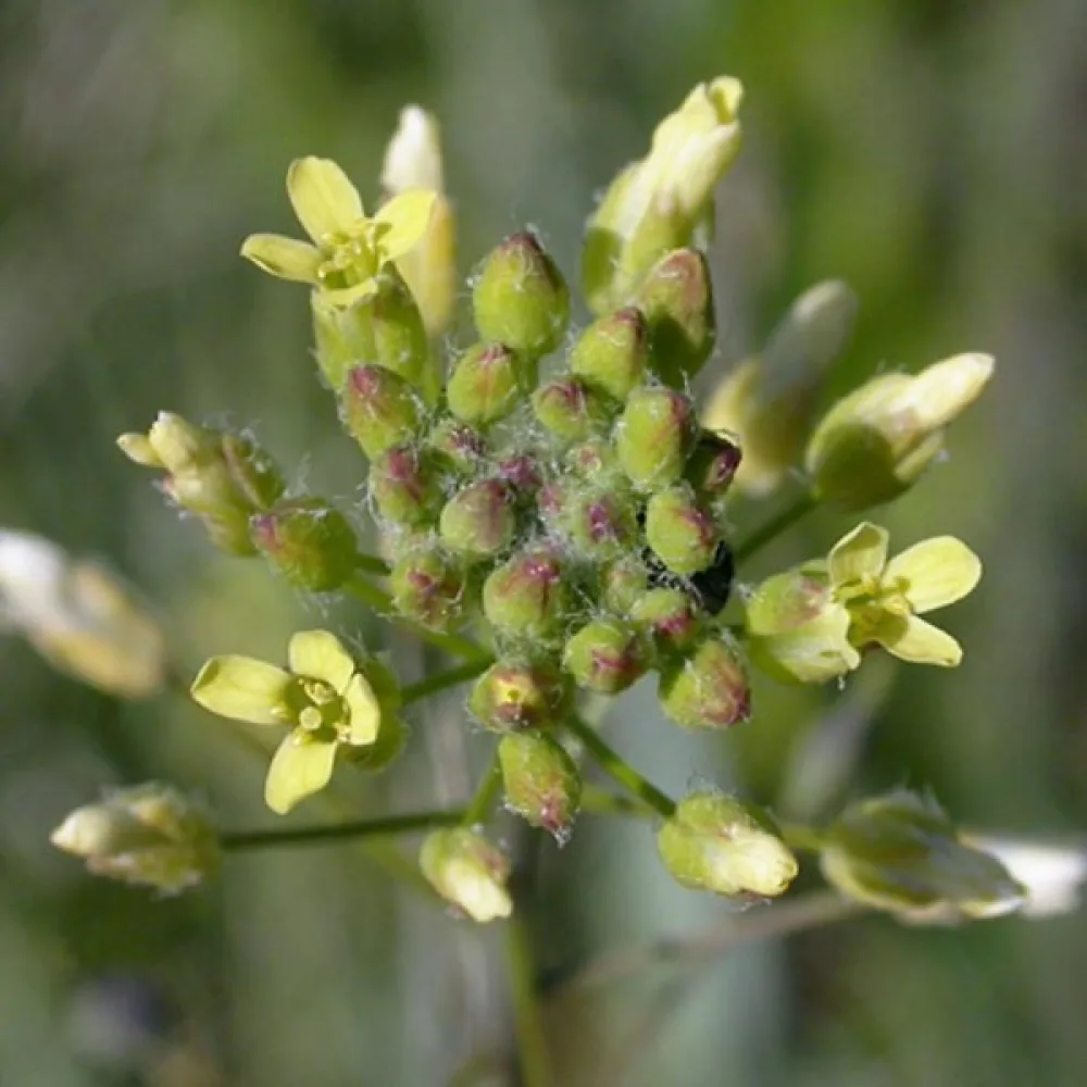 Oljedådra Camelina sativa för vårsådd