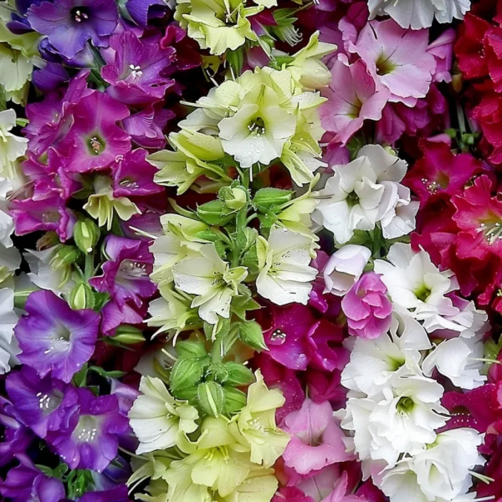 Lövkoja 'Perfection', mix