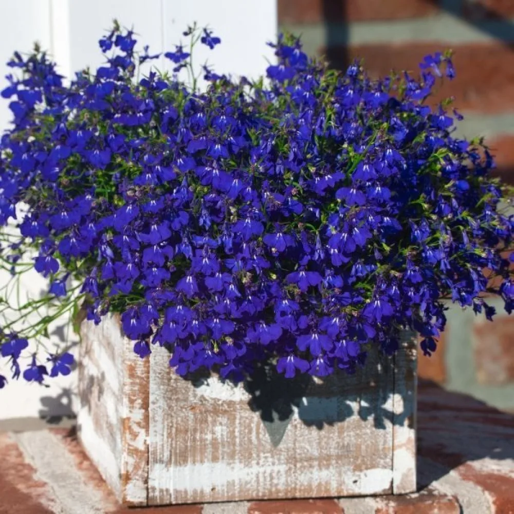 Kantlobelia 'Crystal Palace' – blå