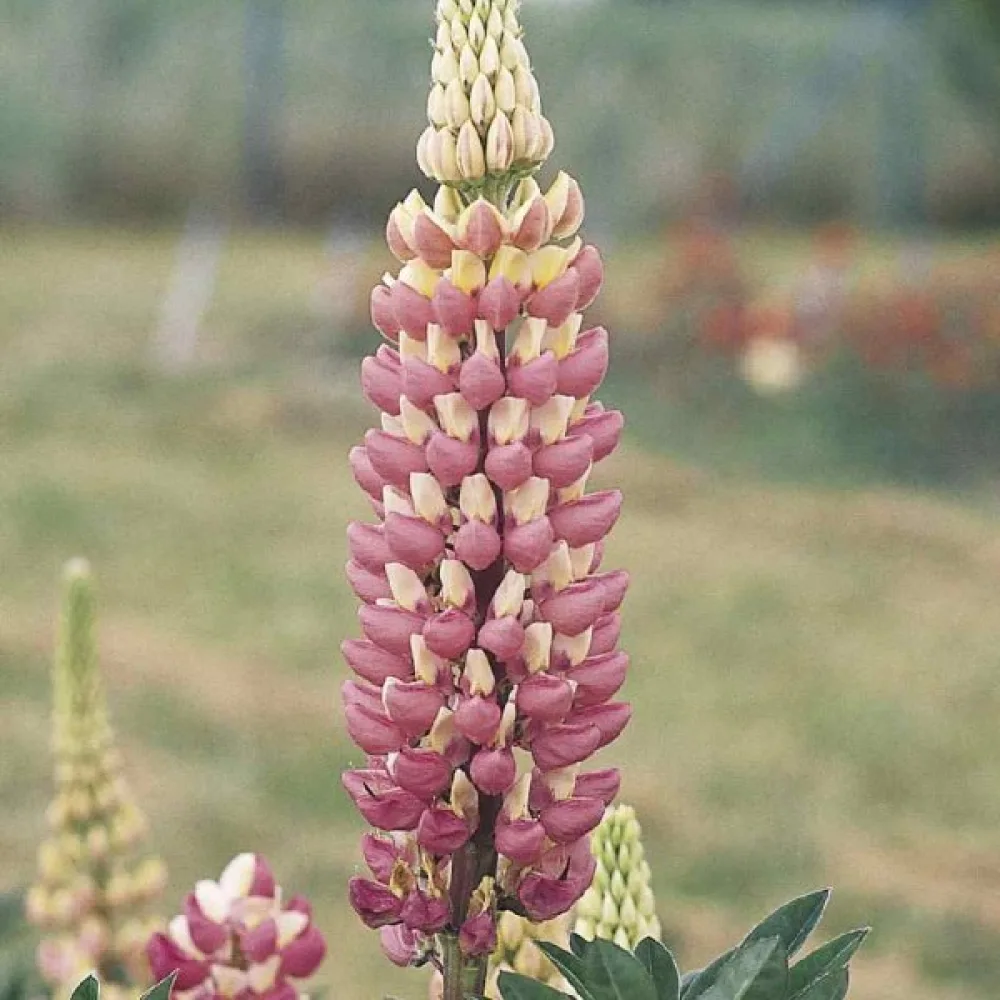 Lupin 'Chatelaine'