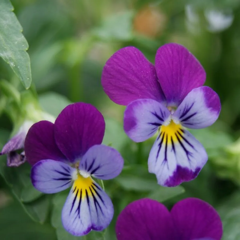 Pensé 'King Henry'