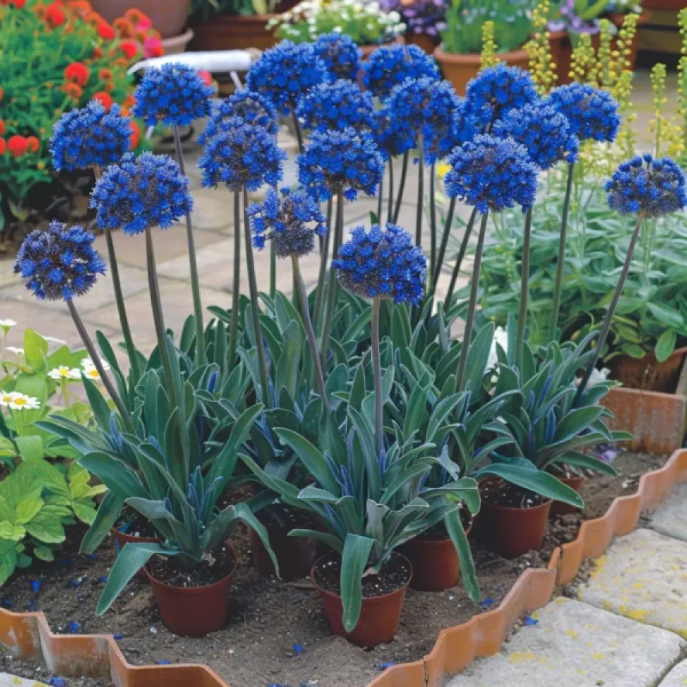 Afrikansk oxtunga 'Blue Angel'