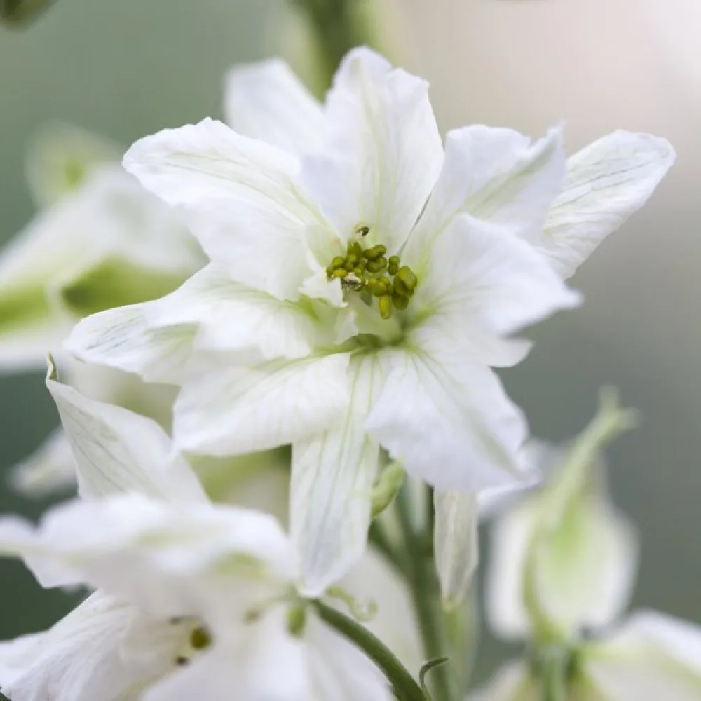 Sommarriddarsporre 'White King' – vit