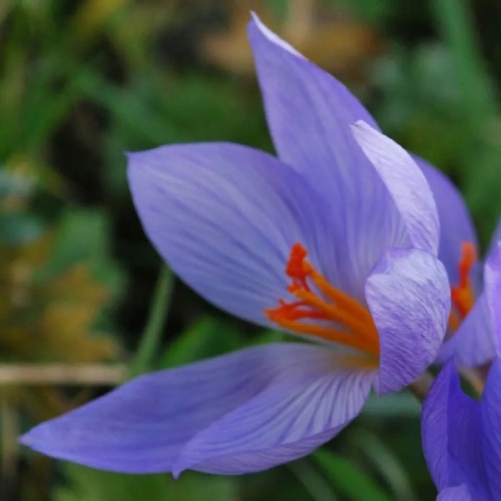 Krokus speciosus 'Conqueror'