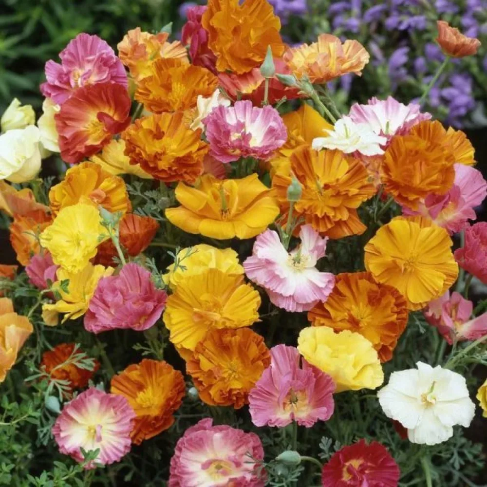 Sömntuta 'Ballerina', mix