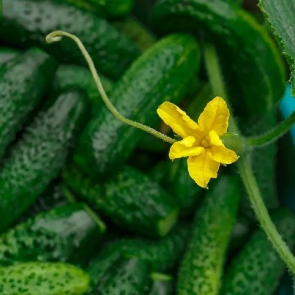 Druvgurka 'Cezar' F1