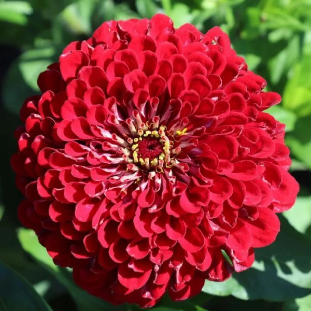 Zinnia 'Monarch King'