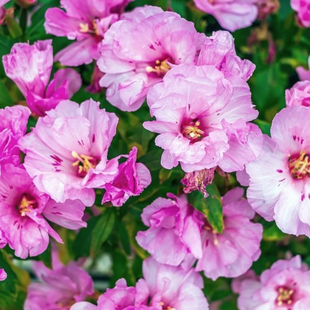 Atlasblomma 'Maiden Blush', ljusrosa