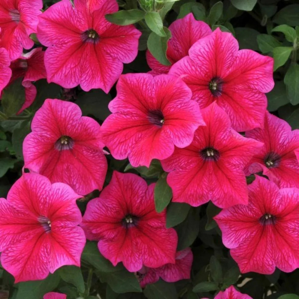 Petunia 'Rose of Heaven'