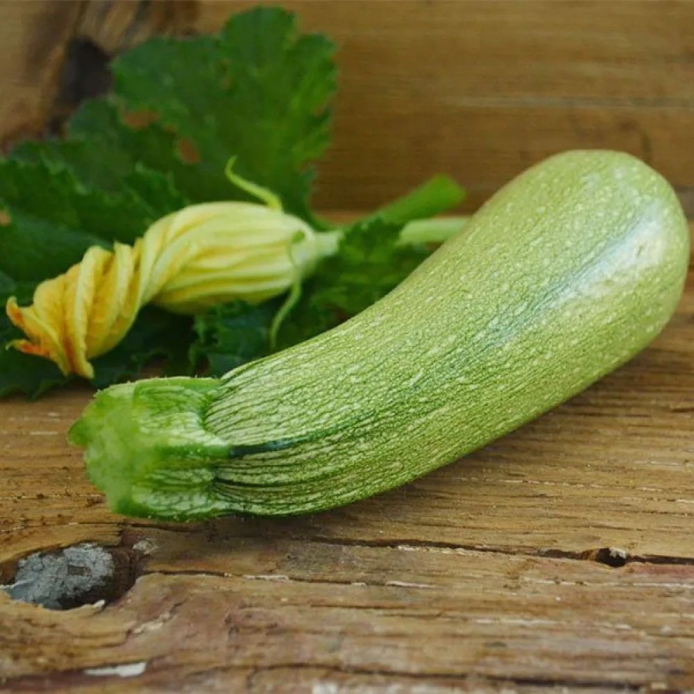 Zucchini 'Grey Zucchini'