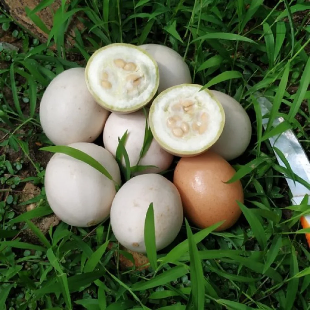 Pumpa 'Nest Egg'